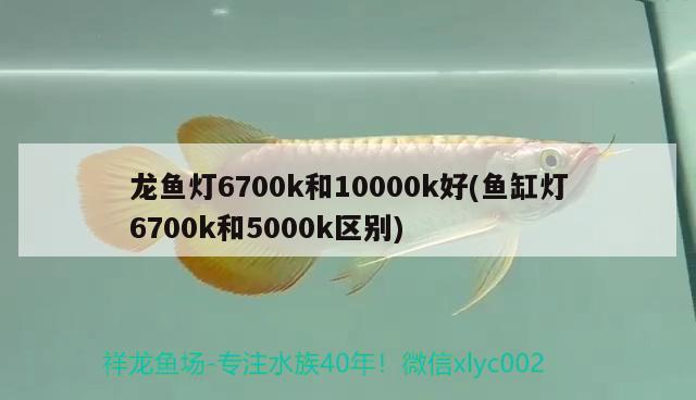 龙鱼灯6700k和10000k好(鱼缸灯6700k和5000k区别) 细线银版鱼
