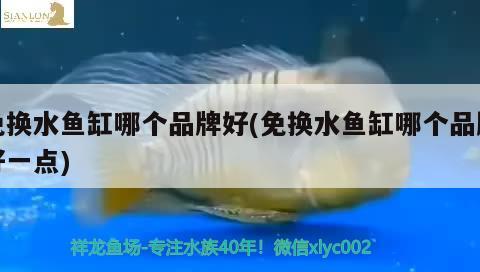 免换水鱼缸哪个品牌好(免换水鱼缸哪个品牌好一点)