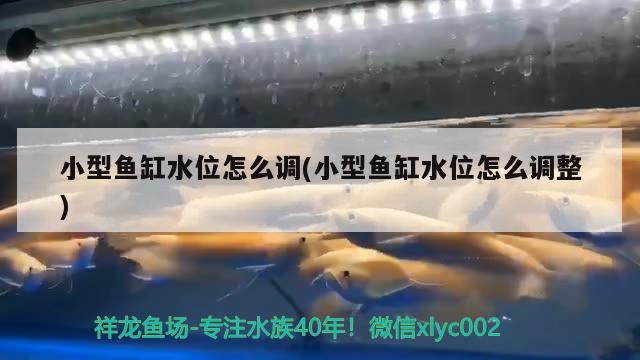 小型鱼缸水位怎么调(小型鱼缸水位怎么调整)