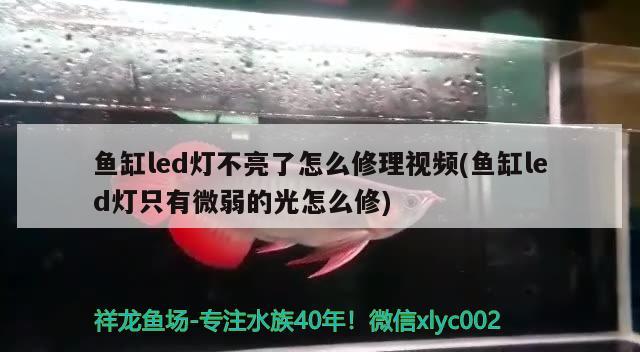 鱼缸led灯不亮了怎么修理视频(鱼缸led灯只有微弱的光怎么修)