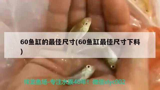 60鱼缸的最佳尺寸(60鱼缸最佳尺寸下料) 白子黑帝王魟鱼