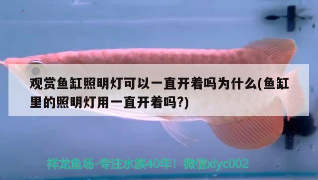 观赏鱼缸照明灯可以一直开着吗为什么(鱼缸里的照明灯用一直开着吗?) 观赏鱼企业目录