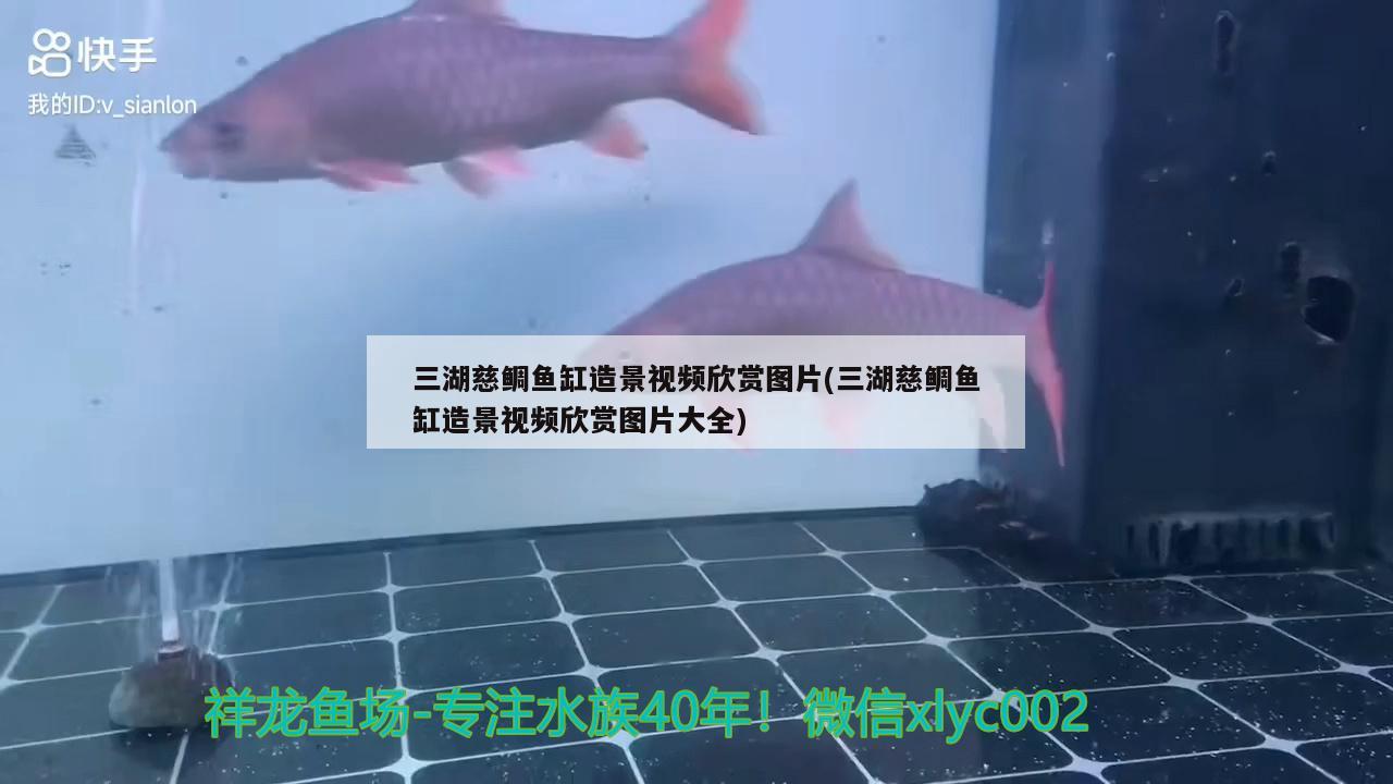 三湖慈鲷鱼缸造景视频欣赏图片(三湖慈鲷鱼缸造景视频欣赏图片大全) 银龙鱼苗