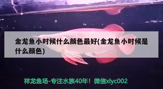 金龙鱼小时候什么颜色最好(金龙鱼小时候是什么颜色) 福虎/异型虎鱼/纯色虎鱼