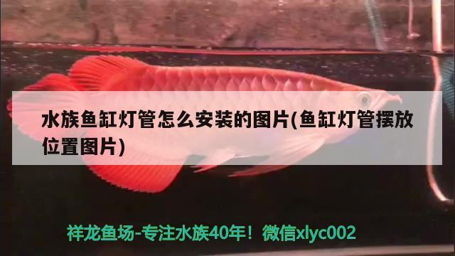 水族鱼缸灯管怎么安装的图片(鱼缸灯管摆放位置图片) 朱巴利鱼