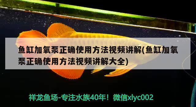 鱼缸加氧泵正确使用方法视频讲解(鱼缸加氧泵正确使用方法视频讲解大全)