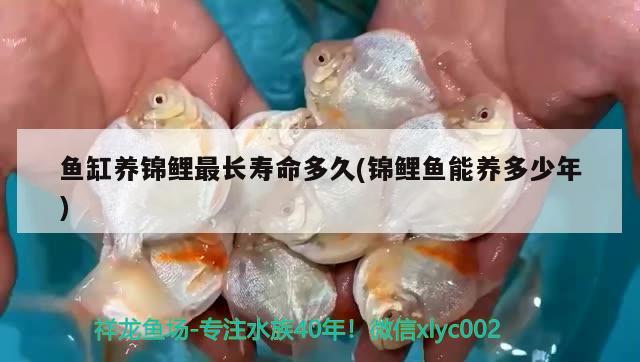 鱼缸养锦鲤最长寿命多久(锦鲤鱼能养多少年) 水族用品