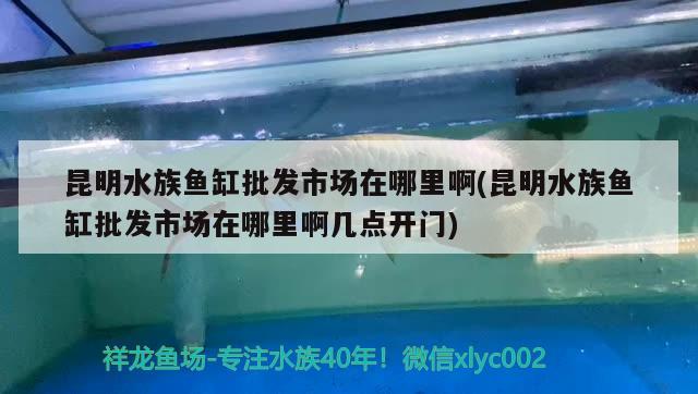 昆明水族鱼缸批发市场在哪里啊(昆明水族鱼缸批发市场在哪里啊几点开门) 水族品牌