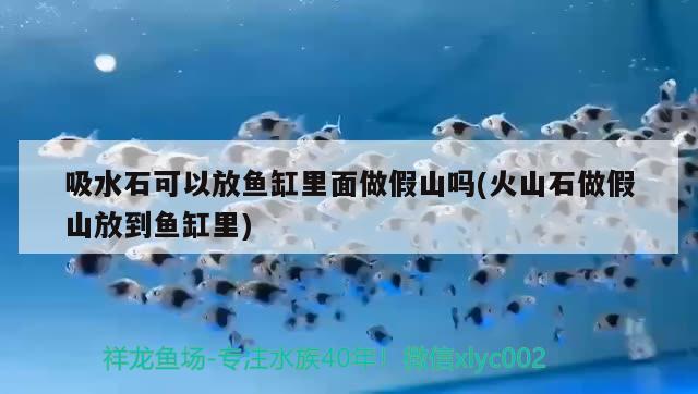 吸水石可以放鱼缸里面做假山吗(火山石做假山放到鱼缸里) 温控设备