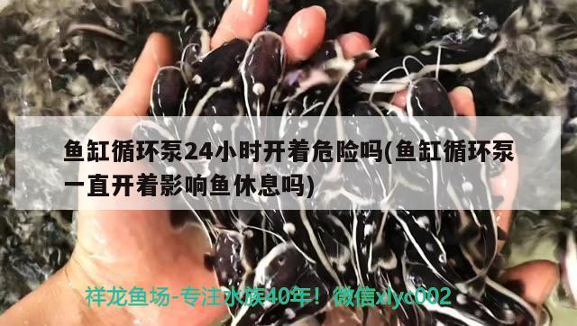 鱼缸循环泵24小时开着危险吗(鱼缸循环泵一直开着影响鱼休息吗) 女王大帆鱼