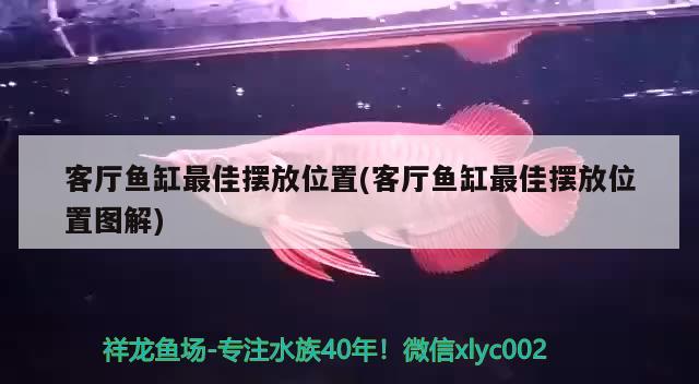 客厅鱼缸最佳摆放位置(客厅鱼缸最佳摆放位置图解)