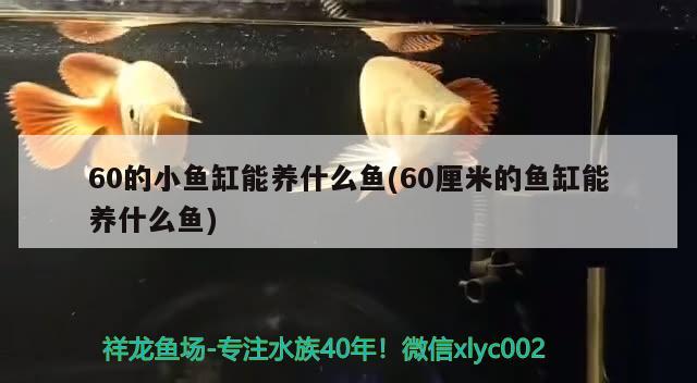 60的小鱼缸能养什么鱼(60厘米的鱼缸能养什么鱼) 招财战船鱼 第2张