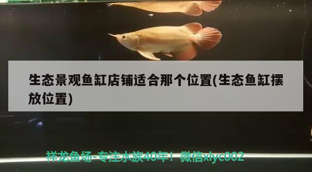 生态景观鱼缸店铺适合那个位置(生态鱼缸摆放位置) 祥龙龙鱼鱼粮