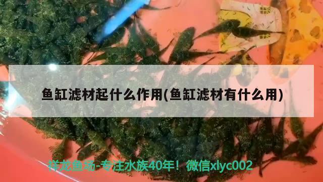 鱼缸滤材起什么作用(鱼缸滤材有什么用) 潜水泵