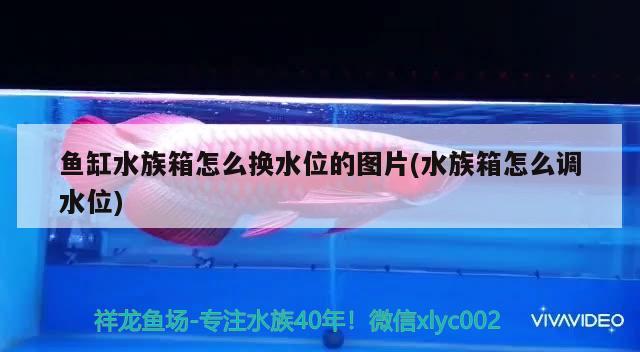 鱼缸水族箱怎么换水位的图片(水族箱怎么调水位)