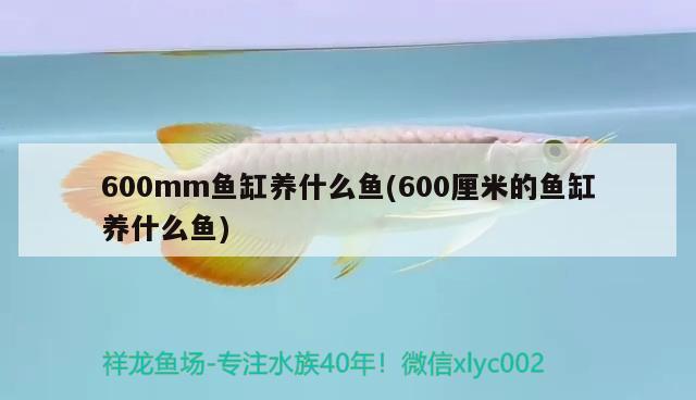 600mm鱼缸养什么鱼(600厘米的鱼缸养什么鱼) 鱼缸/水族箱