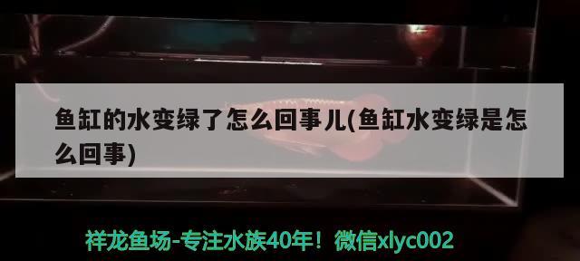 鱼缸的水变绿了怎么回事儿(鱼缸水变绿是怎么回事) 观赏鱼批发