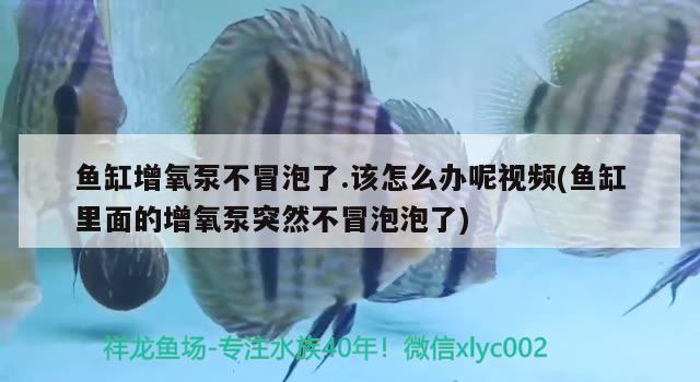 鱼缸增氧泵不冒泡了.该怎么办呢视频(鱼缸里面的增氧泵突然不冒泡泡了)