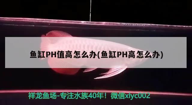 鱼缸PH值高怎么办(鱼缸PH高怎么办) 祥龙赫舞红龙鱼