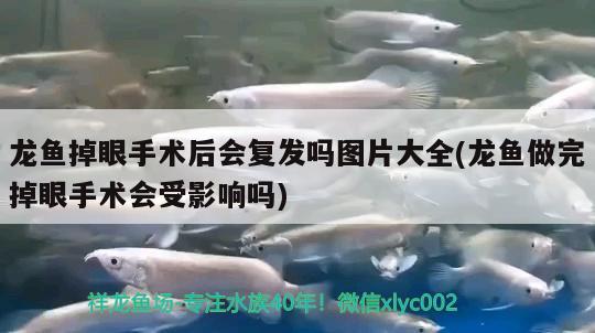 龙鱼掉眼手术后会复发吗图片大全(龙鱼做完掉眼手术会受影响吗) 银龙鱼苗