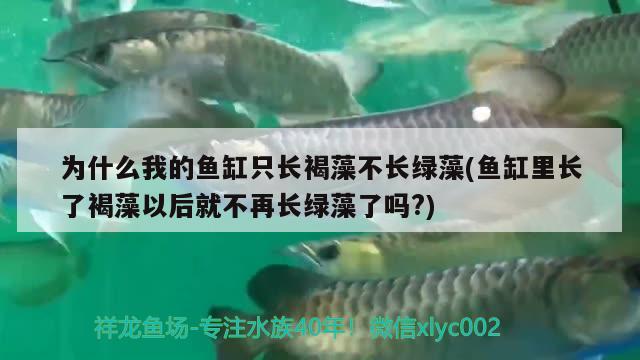 为什么我的鱼缸只长褐藻不长绿藻(鱼缸里长了褐藻以后就不再长绿藻了吗?) 梦幻雷龙鱼