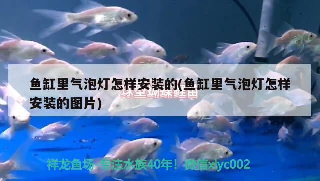 鱼缸里气泡灯怎样安装的(鱼缸里气泡灯怎样安装的图片) 黄金河虎鱼