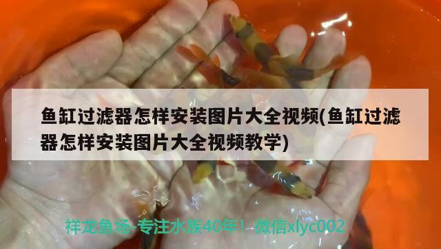 鱼缸过滤器怎样安装图片大全视频(鱼缸过滤器怎样安装图片大全视频教学)