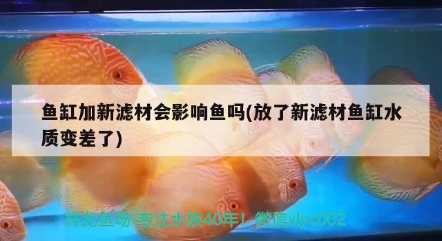 鱼缸加新滤材会影响鱼吗(放了新滤材鱼缸水质变差了) 鱼缸净水剂