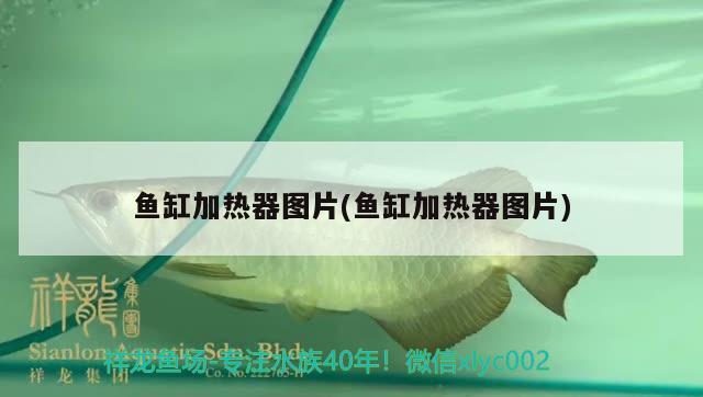 鱼缸加热器图片(鱼缸加热器图片) 祥龙龙鱼专用水族灯