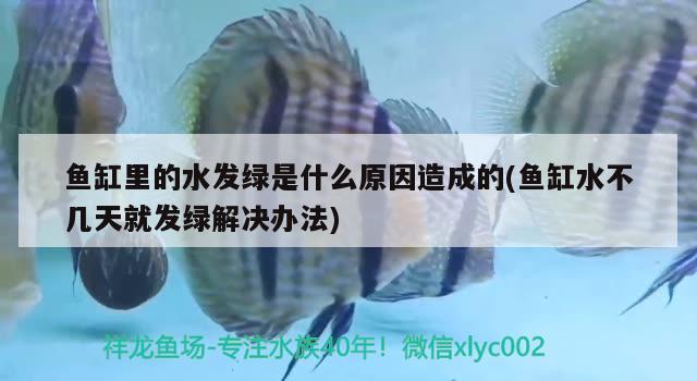 鱼缸里的水发绿是什么原因造成的(鱼缸水不几天就发绿解决办法) 非洲金鼓鱼