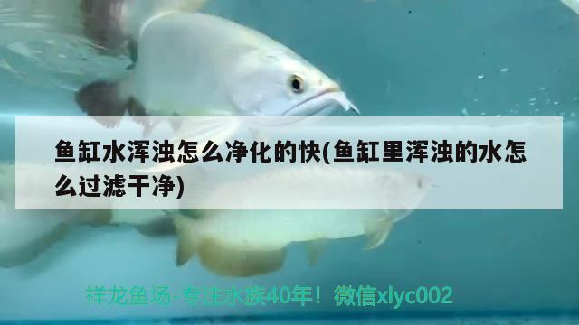 鱼缸水浑浊怎么净化的快(鱼缸里浑浊的水怎么过滤干净) 白子银版鱼苗