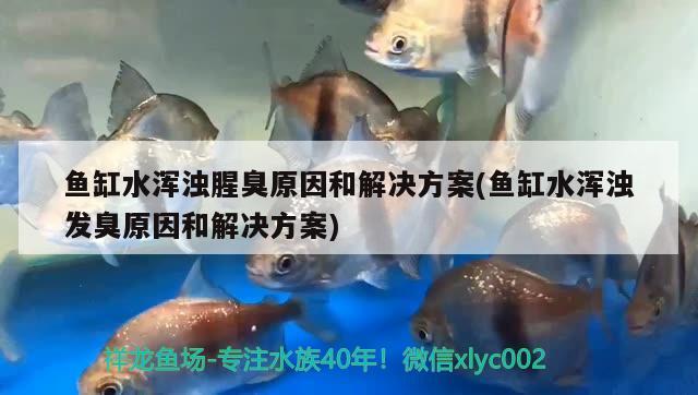 鱼缸水浑浊腥臭原因和解决方案(鱼缸水浑浊发臭原因和解决方案)