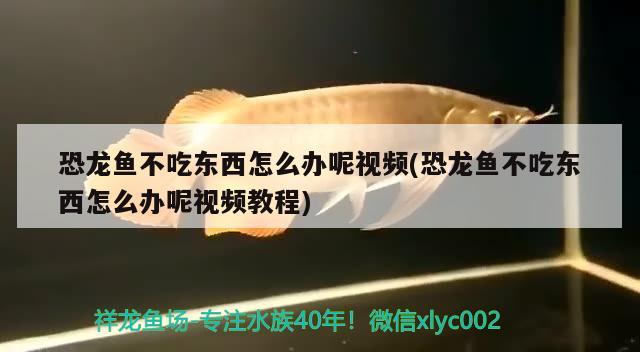 恐龙鱼不吃东西怎么办呢视频(恐龙鱼不吃东西怎么办呢视频教程) 祥龙鱼场其他产品