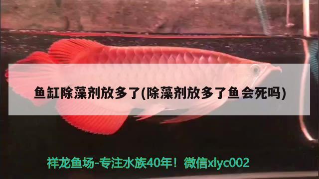 鱼缸除藻剂放多了(除藻剂放多了鱼会死吗) 斑马鸭嘴鱼