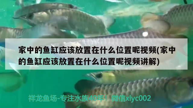 家中的鱼缸应该放置在什么位置呢视频(家中的鱼缸应该放置在什么位置呢视频讲解) 稀有红龙品种