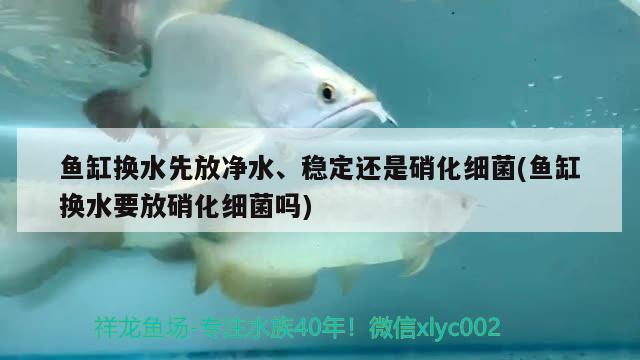 鱼缸换水先放净水、稳定还是硝化细菌(鱼缸换水要放硝化细菌吗)