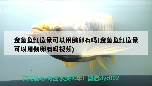 金鱼鱼缸造景可以用鹅卵石吗(金鱼鱼缸造景可以用鹅卵石吗视频) 广州水族批发市场