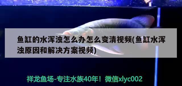 鱼缸的水浑浊怎么办怎么变清视频(鱼缸水浑浊原因和解决方案视频) 潜水艇鱼