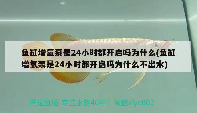 鱼缸增氧泵是24小时都开启吗为什么(鱼缸增氧泵是24小时都开启吗为什么不出水) 祥龙赫舞红龙鱼