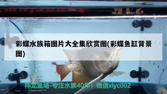 彩蝶水族箱图片大全集欣赏图(彩蝶鱼缸背景图) 鱼缸/水族箱