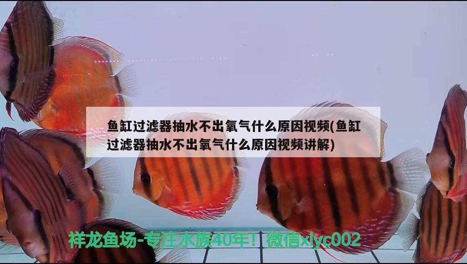 鱼缸过滤器抽水不出氧气什么原因视频(鱼缸过滤器抽水不出氧气什么原因视频讲解)