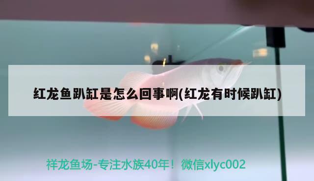 红龙鱼趴缸是怎么回事啊(红龙有时候趴缸) 新加坡号半红龙鱼（练手级红龙鱼）