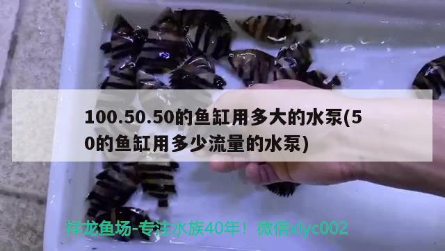 100.50.50的鱼缸用多大的水泵(50的鱼缸用多少流量的水泵) 海象鱼