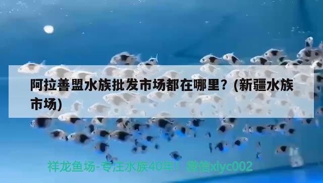 阿拉善盟水族批发市场都在哪里？(新疆水族市场) 观赏鱼水族批发市场