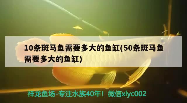 10条斑马鱼需要多大的鱼缸(50条斑马鱼需要多大的鱼缸) 泰庞海莲鱼