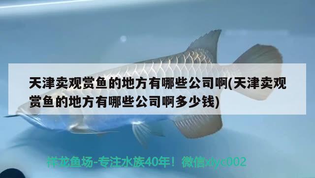 天津卖观赏鱼的地方有哪些公司啊(天津卖观赏鱼的地方有哪些公司啊多少钱) 定时器/自控系统