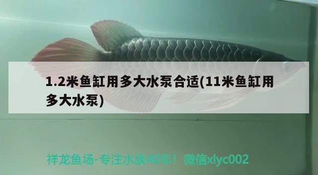 1.2米鱼缸用多大水泵合适(11米鱼缸用多大水泵) 元宝凤凰鱼专用鱼粮 第2张