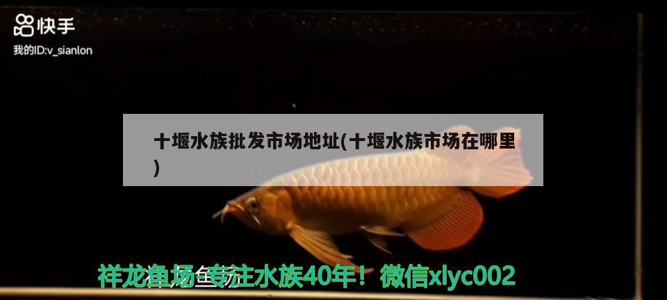 十堰水族批发市场地址(十堰水族市场在哪里) 观赏鱼水族批发市场