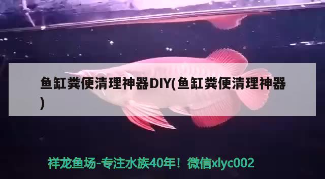 鱼缸粪便清理神器DIY(鱼缸粪便清理神器)