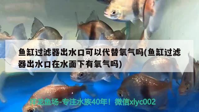 鱼缸过滤器出水口可以代替氧气吗(鱼缸过滤器出水口在水面下有氧气吗) 热带鱼鱼苗批发